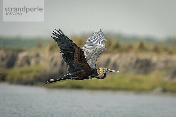 Goliath-Reiher (Ardea goliath) überquert den Fluss mit erhobenen Flügeln im Chobe-Nationalpark; Chobe  Botswana