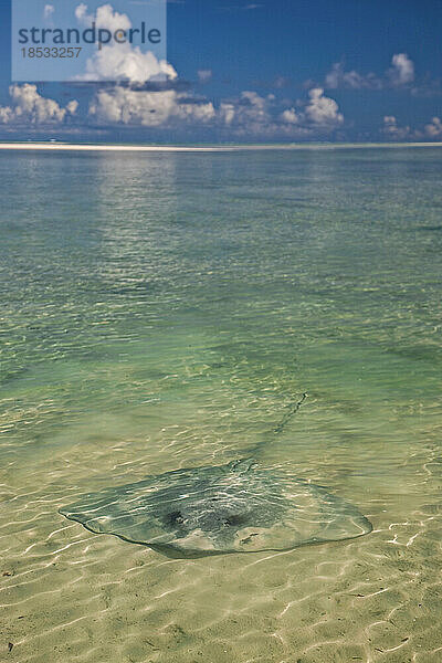 Stechrochen liegt im Sand unter klarem Wasser; St. Francois Atoll  Alphonse Gruppe  Seychellen