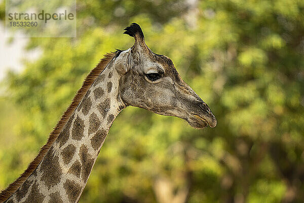 Nahaufnahme einer weiblichen Südlichen Giraffe (Giraffa giraffa angolensis) im Profil im Chobe National Park; Chobe  Botswana