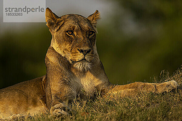 Nahaufnahme einer Löwin (Panthera leo)  die auf einem Grashang im Chobe-Nationalpark liegt. Sie hat ein goldbraunes Fell und braune Augen; Chobe  Botswana