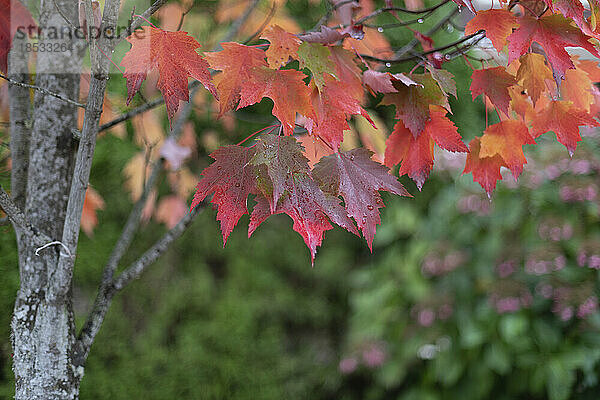 Nahaufnahme von Ahornblättern  die sich im Herbst verfärben; North Vancouver  British Columbia  Kanada