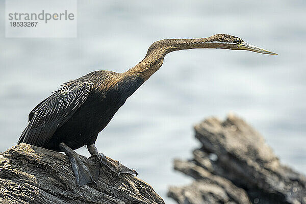 Afrikanische Schlangenhalsvögel (Anhinga rufa) strecken sich von einem toten Baumstamm  Chobe National Park; Chobe  Botswana