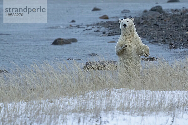 Eisbär (Ursus maritimus)  der an der Küste der Hudson Bay aufsteht  um einen anderen Bären besser sehen zu können; Churchill  Manitoba  Kanada