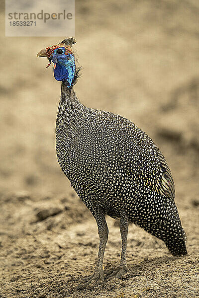 Helmperlhuhn (Numida meleagris) beobachtet die Kamera vom sandigen Boden im Chobe-Nationalpark; Chobe  Botsuana