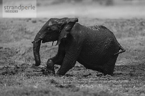 Einfarbiges Bild eines afrikanischen Elefantenbabys (Loxodonata africana)  das sich durch den Schlamm im Chobe-Nationalpark kämpft; Chobe  Botswana