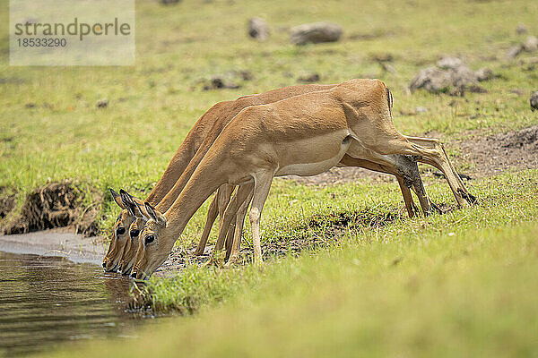 Drei weibliche Impalas (Aepyceros melampus) trinken aus einem Fluss im Chobe-Nationalpark; Chobe  Botswana