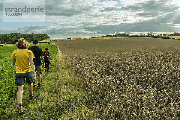 Blick von hinten auf drei Personen  die entlang des Grases durch die goldenen Weizenfelder um Rockbourne in der Nähe von Salisbury wandern  unter einem bewölkten  blauen Himmel; Wiltshire  England