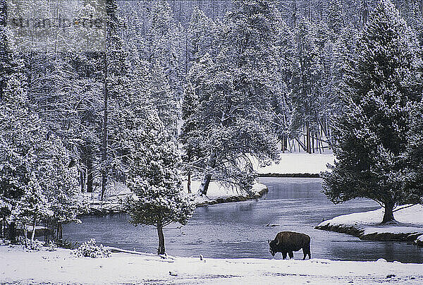 Ein amerikanischer Bison (Bison bison) entlang eines Flusses in einem verschneiten Wald im Yellowstone National Park  USA; Vereinigte Staaten von Amerika