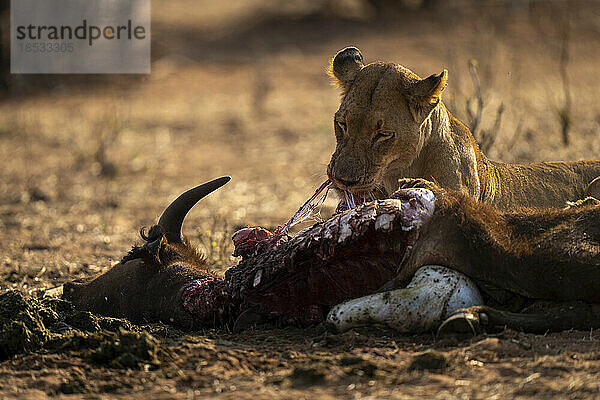 Nahaufnahme einer Löwin (Panthera leo)  die sich hinlegt und einen Büffel frisst  im Chobe-Nationalpark; Chobe  Botswana