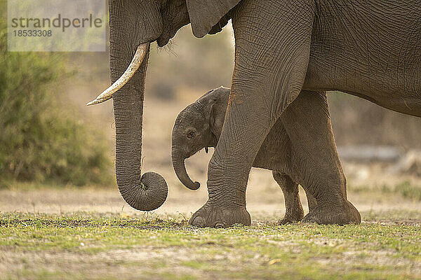 Baby Afrikanischer Buschelefant (Loxodonta Africana) hinter der Mutter stehend; Chobe  Botswana