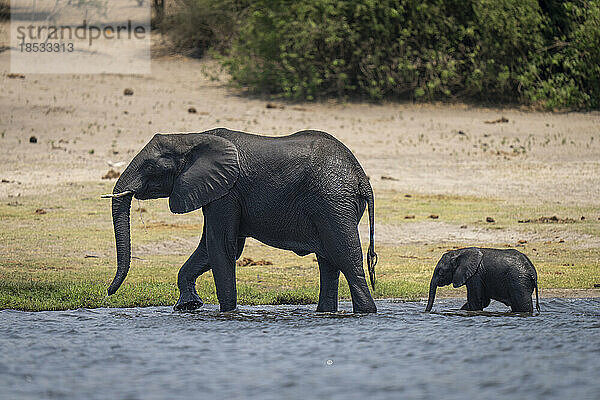 Afrikanischer Buschelefant (Loxodonta africana) und Kalb wandern durch Untiefen im Chobe-Nationalpark; Chobe  Botswana