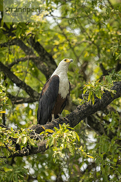 Weiblicher afrikanischer Fischadler (Haliaeetus vocifer) auf einem belaubten Ast im Chobe-Nationalpark; Chobe  Botswana