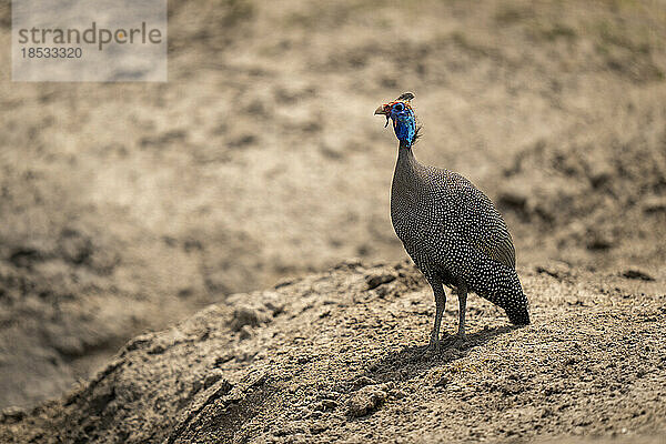 Helmperlhuhn (Numida meleagris) beobachtet Kamera auf sandigem Boden im Chobe-Nationalpark; Chobe  Botsuana