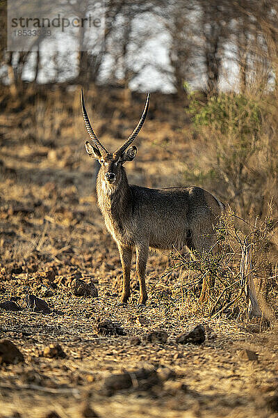 Männlicher Gewöhnlicher Wasserbock (Kobus ellipsiprymnus) steht starr hinter einem Busch im Chobe-Nationalpark; Chobe  Botswana