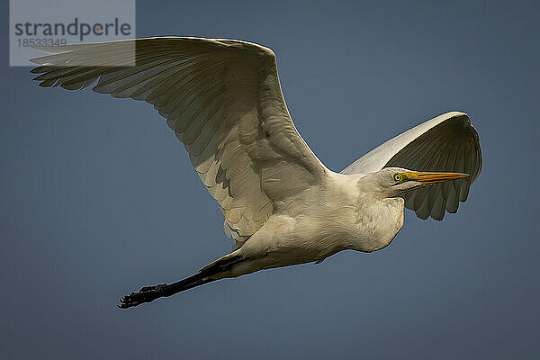 Silberreiher (Ardea alba) fliegt in der Morgendämmerung im Chobe National Park; Chobe  Botswana