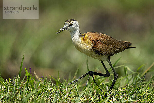 Afrikanischer Jacana (Actophilornis africanus) spaziert auf einem grasbewachsenen Fuß im Chobe-Nationalpark; Chobe  Botswana