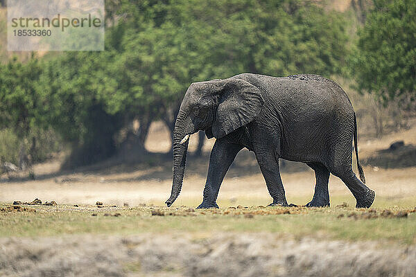 Afrikanischer Buschelefant (Loxodonta africana) spaziert über die grasbewachsene Flussaue im Chobe-Nationalpark; Chobe  Botswana