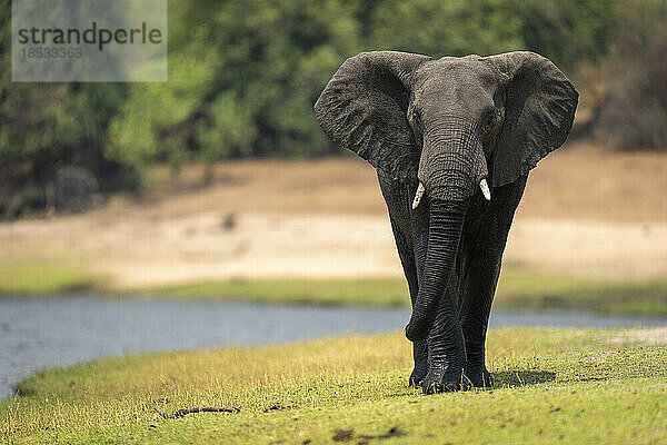 Afrikanischer Buschelefant (Loxodonta africana) spaziert entlang des grasbewachsenen Flussufers im Chobe National Park; Chobe  Botswana