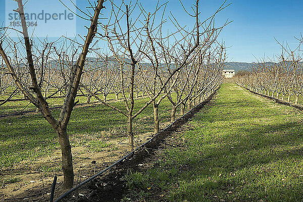Blick auf die Landschaft durch eine Obstbaumplantage im Winter; Benissanet  Tarragona  Spanien