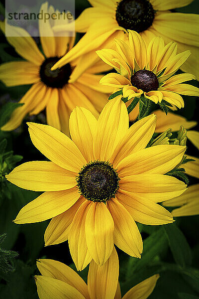 Nahaufnahme eines Büschels braunäugiger Susan-Blüten (Rudbeckia triloba) in voller Blüte im Sonnenlicht; Calgary  Alberta  Kanada