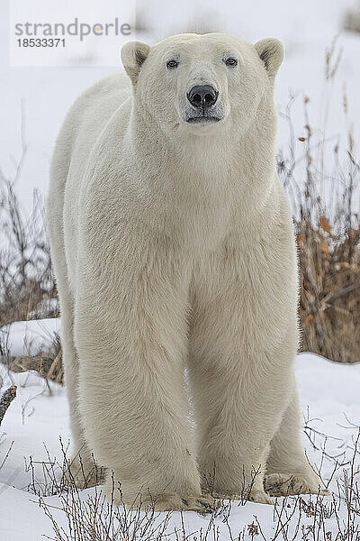 Porträt eines Eisbären (Ursus maritimus)  stehend im Schnee; Churchill  Manitoba  Kanada