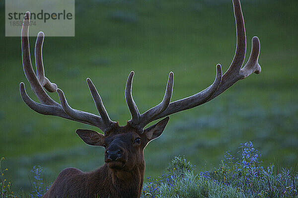 Porträt eines Elchbullen (Cervus canadensis) mit großem Geweih  Canyon Village  Yellowstone National Park  Wyoming  USA; Wyoming  Vereinigte Staaten von Amerika