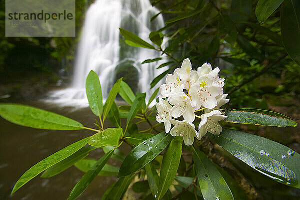 Nahaufnahme eines blühenden Rhododendrons entlang des kaskadenförmigen Little River im Great Smoky Mountains National Park  Tennessee  USA; Tennessee  Vereinigte Staaten von Amerika