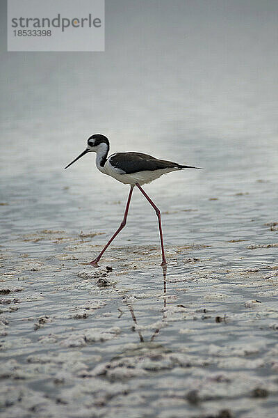 Schwarznacken-Stelzenläufer (Himantopus mexicanus) beim Waten an der Punta Cormorant auf der Insel Floreana; Insel Floreana  Galapagos-Inseln  Ecuador