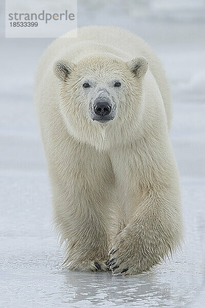 Nahaufnahme eines Eisbären (Ursus maritimus) auf dem Eis; Churchill  Manitoba  Kanada