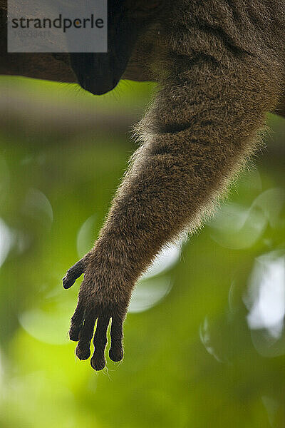 Nahaufnahme des Arms und der Hand eines Lemuren  die über einen Ast hängen; Mayotte  Insel M'Bouzi