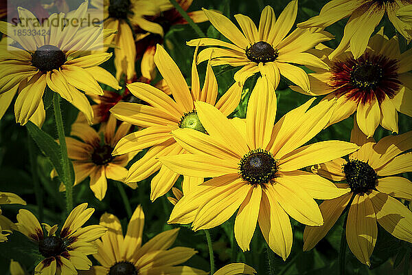 Nahaufnahme eines Büschels braunäugiger Susan-Blüten (Rudbeckia triloba) in voller Blüte im Sonnenlicht; Calgary  Alberta  Kanada