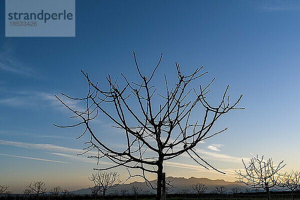 Silhouette kahler Obstbäume gegen einen blauen Himmel bei Sonnenuntergang mit Bergen im Hintergrund im Winter; Benissanet  Tarragona  Spanien