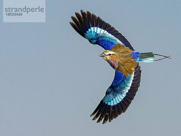 Fliederbrust-Rollvogel im Flug (Coracias caudatus); Okaukuejo  Etosha-Nationalpark  Kunene  Namibia