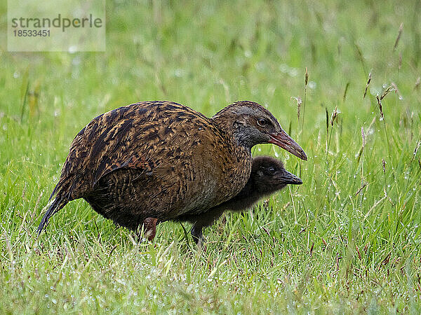 Ausgewachsener Weka (Gallirallus australis) und Küken  eine endemische flugunfähige Vogelart; Greymouth  Südinsel  Neuseeland