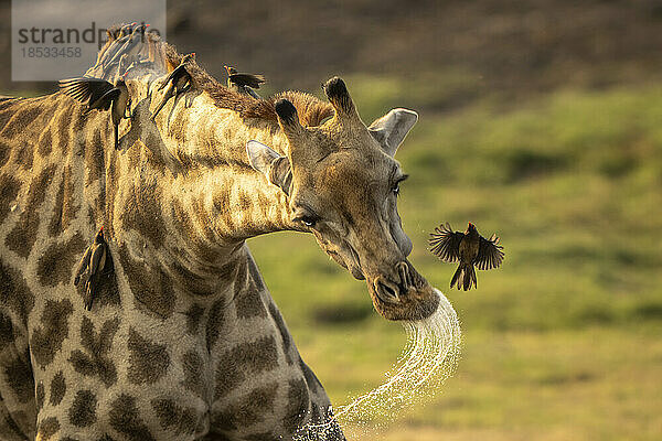 Nahaufnahme einer weiblichen Südlichen Giraffe (Giraffa giraffa angolensis)  die aus dem Maul sabbert  während Vögel darauf sitzen  im Chobe-Nationalpark; Chobe  Botswana