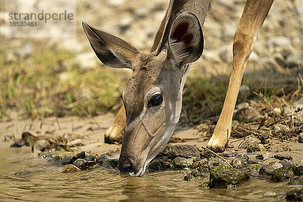 Nahaufnahme eines weiblichen Großen Kudu (Tragelaphus strepsiceros) beim Wasserholen im Chobe National Park; Chobe  Botswana