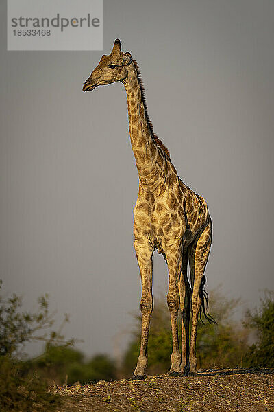 Weibliche Südliche Giraffe (Giraffa giraffa angolensis)  stehend auf einer Erdbank im Chobe National Park; Chobe  Botswana