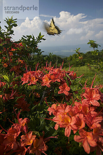 Schmetterling (Papilio glaucus) im Flug auf roten Azaleen in der Nähe von Gregory Bald im Great Smoky Mountains National Park  Tennessee  USA; Tennessee  Vereinigte Staaten von Amerika