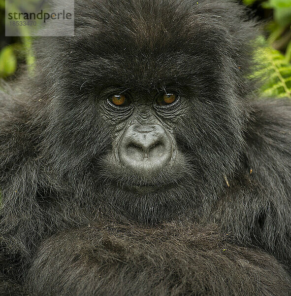 Porträt eines Berggorillas (Gorilla beringei beringei) aus der Umubano-Gruppe im Volcanoes National Park; Ruanda