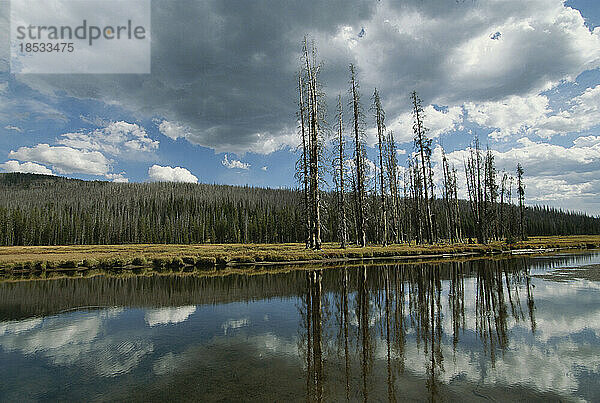 Wolken und immergrüne Bäume spiegeln sich im Lewis River  Yellowstone National Park  Wyoming  USA; Wyoming  Vereinigte Staaten von Amerika