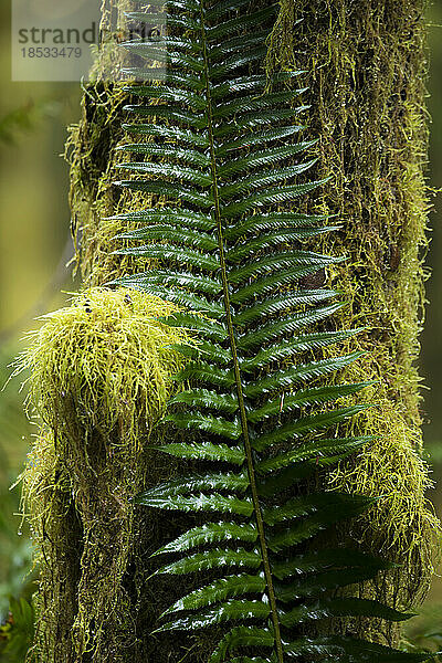 Nahaufnahme eines Farnwedels an einem moosbewachsenen Baum auf dem Hall of Mosses Trail im Hoh Rainforest im Olympic National Park  Washington  USA; Washington  Vereinigte Staaten von Amerika