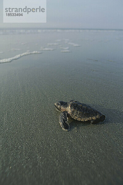 Frisch geschlüpfte Unechte Karettschildkröte (Caretta caretta) auf dem Weg ins Wasser; Little Saint Simon's Island  Sea Islands  Georgia  Vereinigte Staaten von Amerika