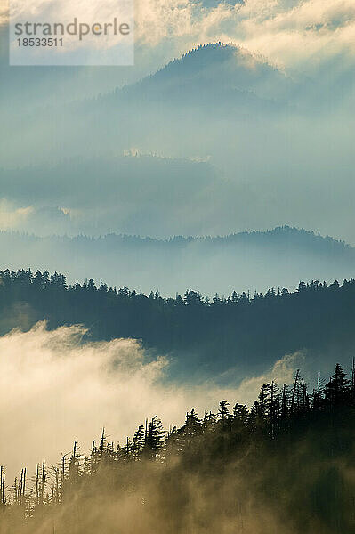 Nebel steigt über immergrünen Bäumen in den bewaldeten Appalachen bei Newfound Gap im Great Smoky Mountains National Park  Tennessee  USA; Tennessee  Vereinigte Staaten von Amerika