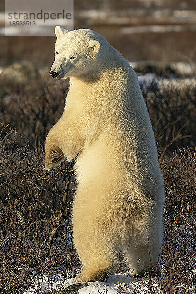 Eisbär (Ursus maritimus) auf den Hinterbeinen stehend im warmen Sonnenlicht; Churchill  Manitoba  Kanada