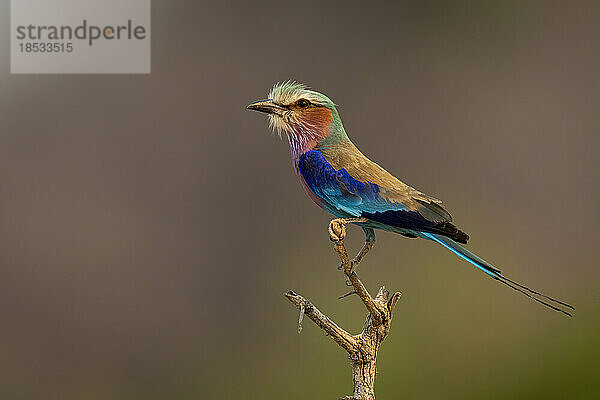 Lila Bruströtchen (Coracias caudatus) im Profil auf einem toten Zweig im Chobe-Nationalpark; Chobe  Botswana