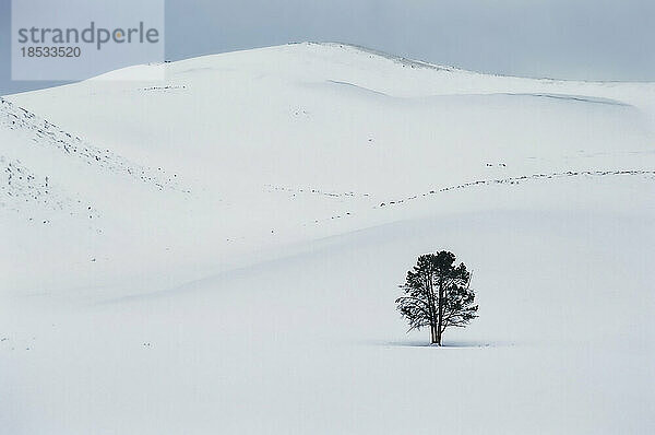 Winterlandschaft mit einem einsamen Baum im Yellowstone-Nationalpark  Wyoming  USA; Wyoming  Vereinigte Staaten von Amerika