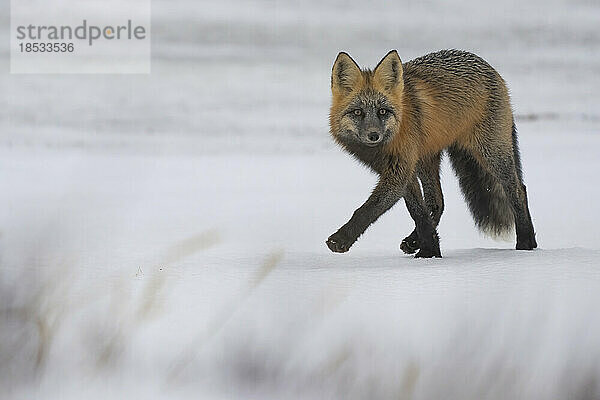 Porträt eines Rotfuchses (Vulpes vulpes)  der im Schnee läuft und in die Kamera schaut; Churchill  Manitoba  Kanada