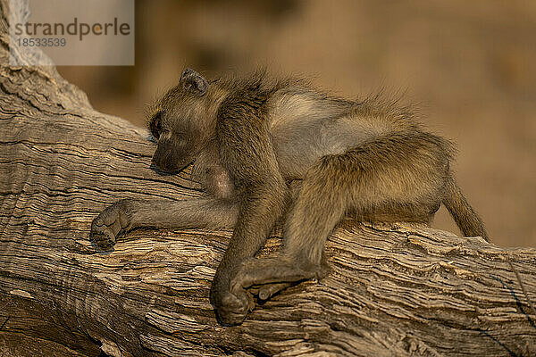 Chacma-Pavian (Papio ursinus) liegt schlafend auf einem toten Baumstamm im Chobe-Nationalpark; Chobe  Botswana