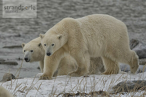 Eisbären (Ursus maritimus) an der Küste der Hudson Bay; Churchill  Manitoba  Kanada