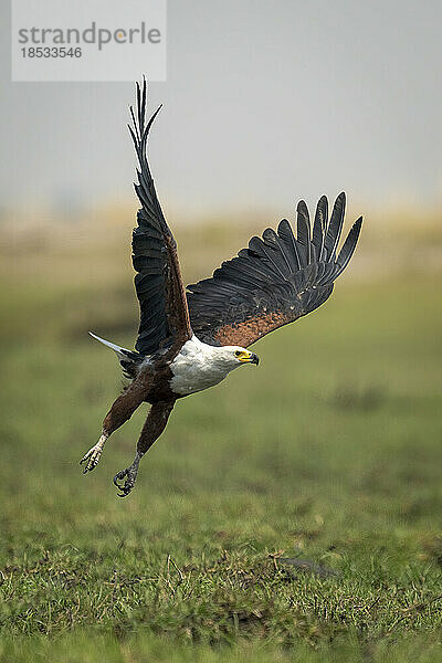 Afrikanischer Fischadler (Haliaeetus vocifer) überquert die Flussaue und hebt die Flügel im Chobe-Nationalpark; Chobe  Botswana